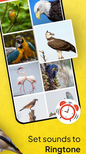 Bird sound collection grid displaying various bird species photos with Set sounds to Ringtone option