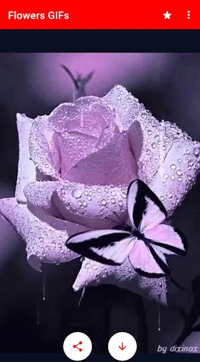 Purple lavender rose with water droplets on dark background, featuring share and download buttons for sending