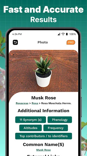 Plant identification result for Musk Rose with scientific name, synonyms, phenology, attributes, and contributor information
