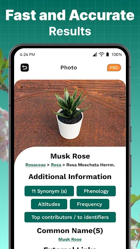 Plant identification result for Musk Rose with scientific name, synonyms, phenology, attributes, and contributor information